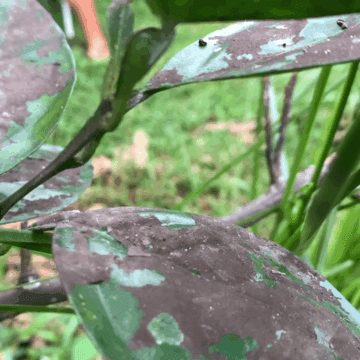 Fumagine : causes, prévention et traitement pour les plantes Fumagine : causes, prévention et traitement pour les plantes