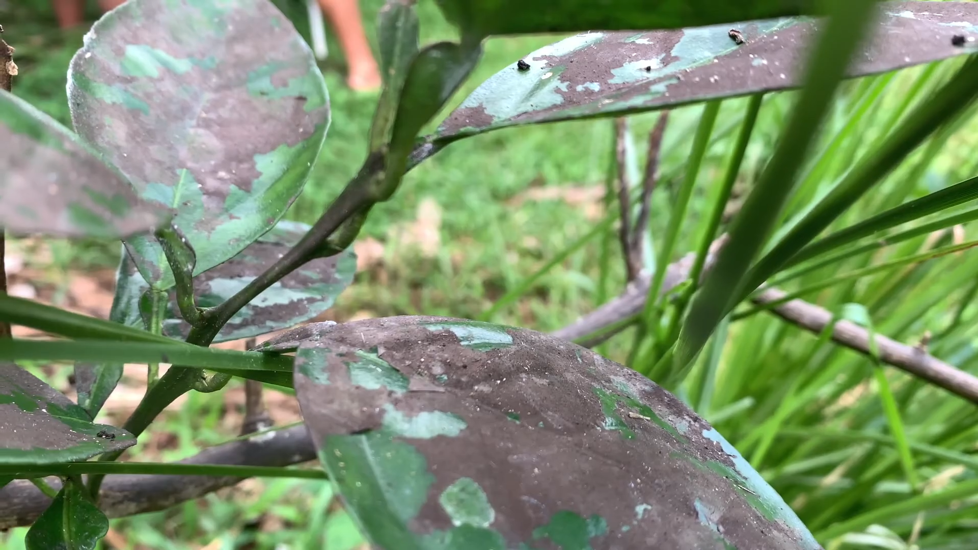 Fumagine : causes, prévention et traitement pour les plantes