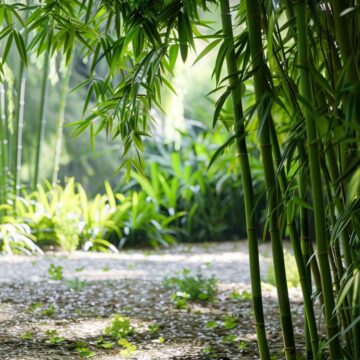 Comment planter et entretenir le bambou ?