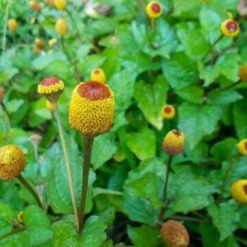 Spilanthes Oleracea : cultiver la Brède Mafane, cresson du Pará