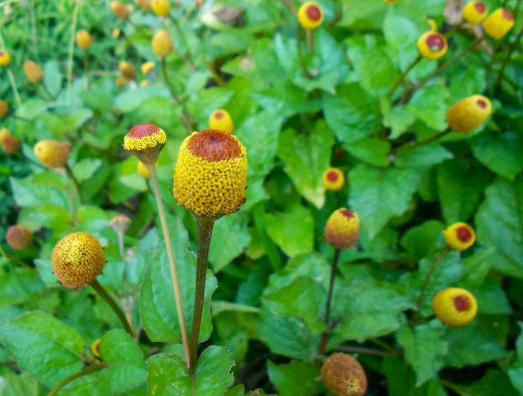 Spilanthes Oleracea : cultiver la Brède Mafane, cresson du Pará