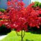 Acer palmatum ‘Fire Glow’ : érable du Japon rouge