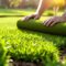 Pose de gazon en rouleau : guide complet et astuces
