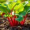 Cultiver la Rhubarbe : conseils et astuces de jardinage