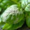 Botrytis du basilic : prévention et traitement