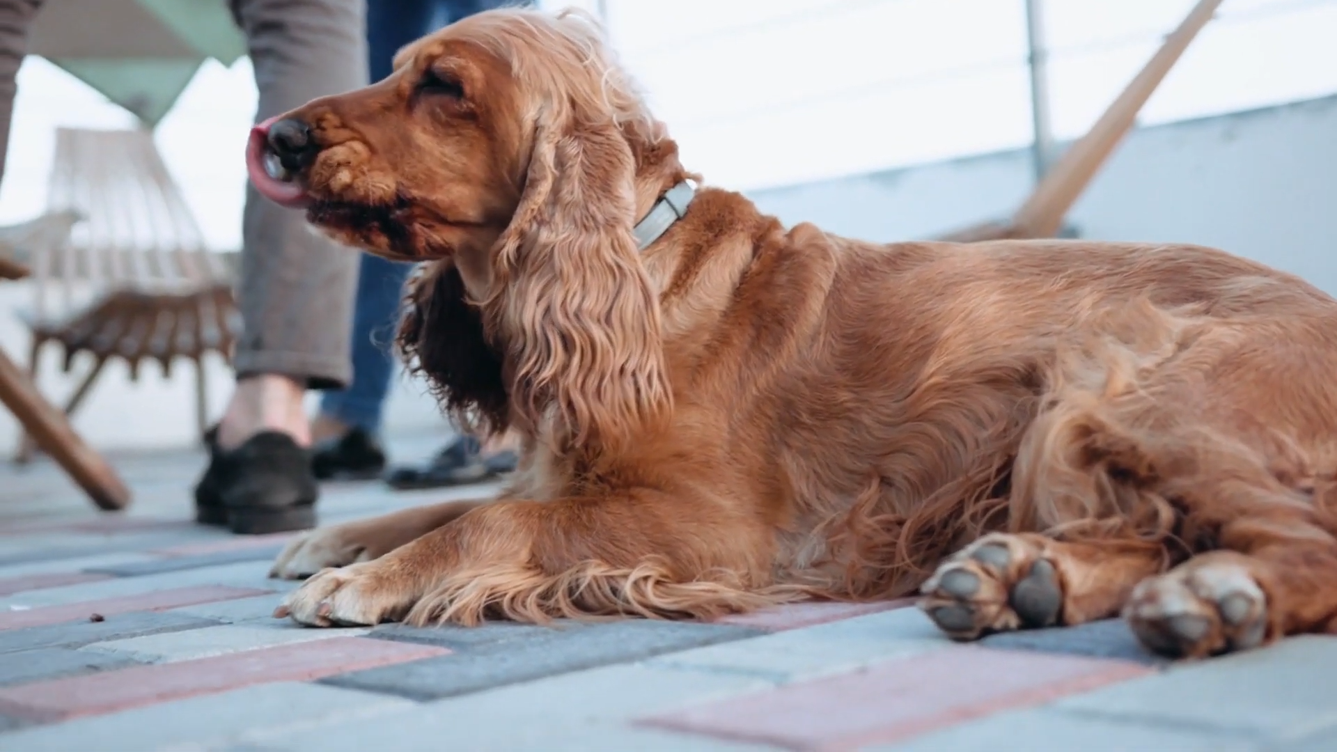 Cocker Spaniel Anglais : conseils d'élevage et soins