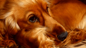 Cocker Spaniel Anglais : conseils d'élevage et soins