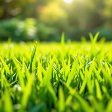 1759446575-comment-prevenir-et-traiter-la-rouille-du-gazon.jpg Comment prévenir et traiter la rouille du gazon ?