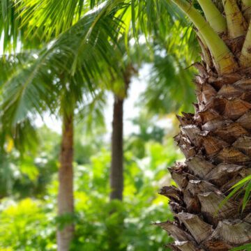 1759705823-proteger-le-palmier-contre-le-papillon-palmivore.jpg Protéger le palmier contre le papillon palmivore