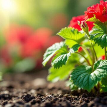 1759792157-rouille-du-geranium-prevenir-et-traiter-efficacement.jpg Rouille du géranium : prévenir et traiter efficacement