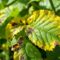 Comprendre et Lutter contre les Thrips au Jardin