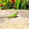 Comprendre et protéger les lézards au jardin