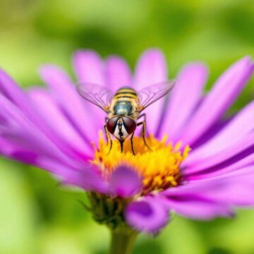 Guide pratique sur les syrphes pour jardiner autrement