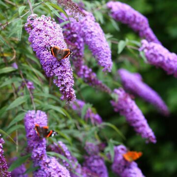 Buddleja : conseils de culture et entretien Buddleja : conseils de culture et entretien