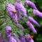Buddleja : conseils de culture et entretien