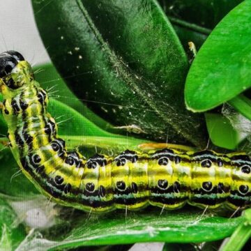 Lutter contre la pyrale du buis : solutions efficaces Lutter contre la pyrale du buis : solutions efficaces