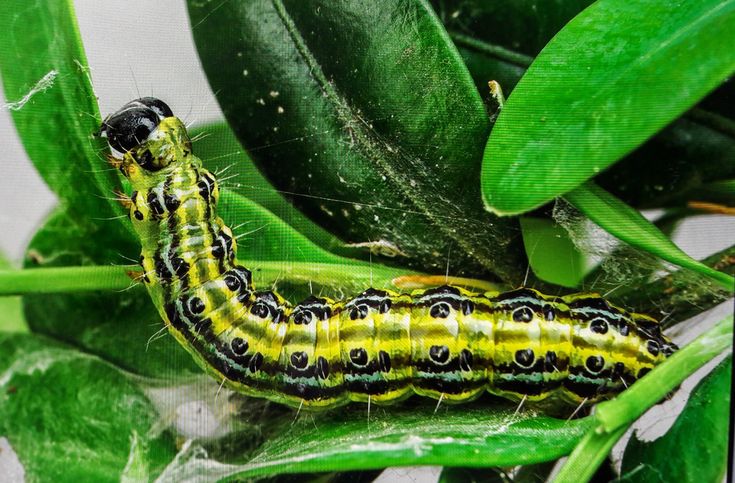 Lutter contre la pyrale du buis : solutions efficaces