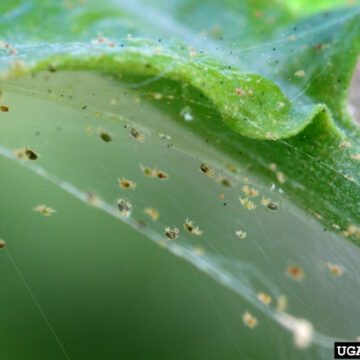 Tétranyques tisserands : lutte et prévention dans le jardin