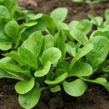 Oïdium de la mâche : prévention et traitement