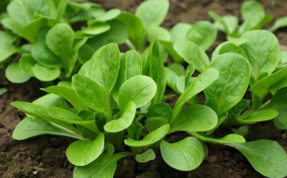 Oïdium de la mâche : prévention et traitement Oïdium de la mâche : prévention et traitement