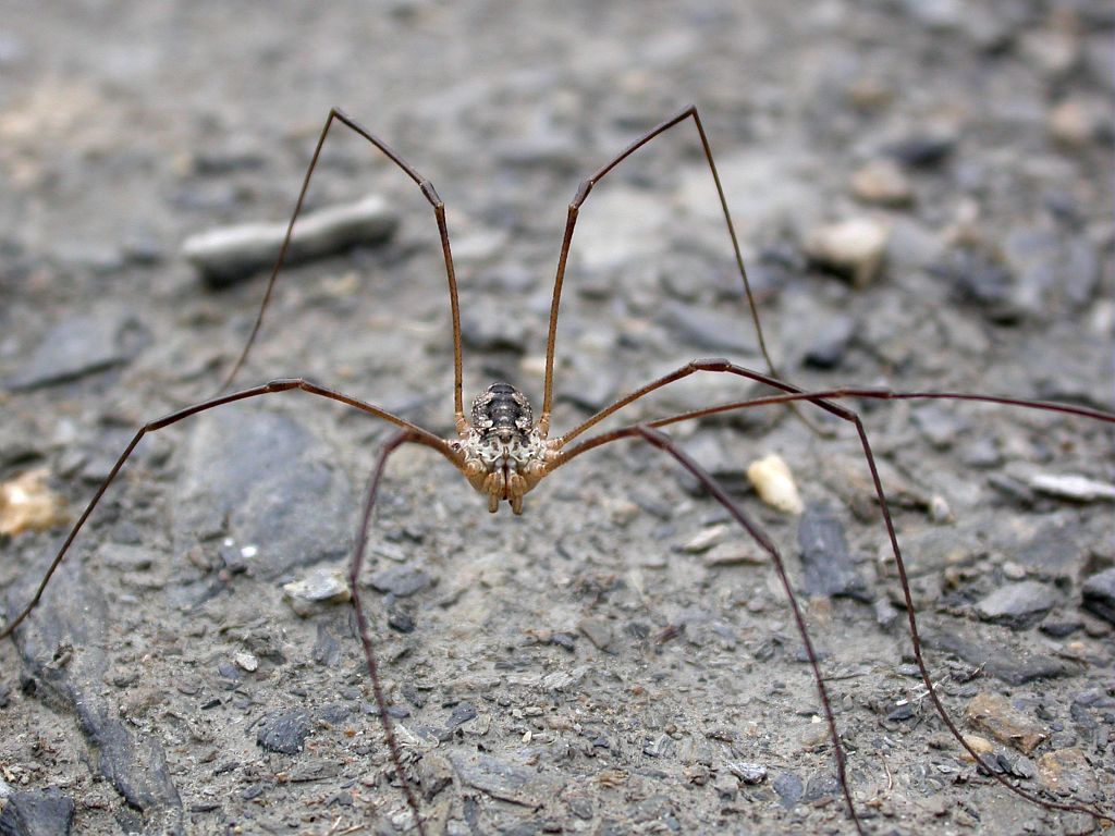 Tout savoir sur les opilions